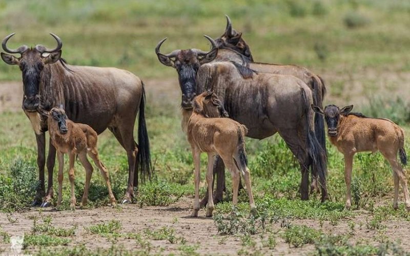 Ndutu Ngorongoro Conservation