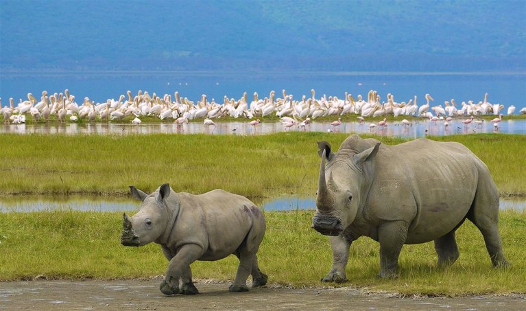 Big Five Safari