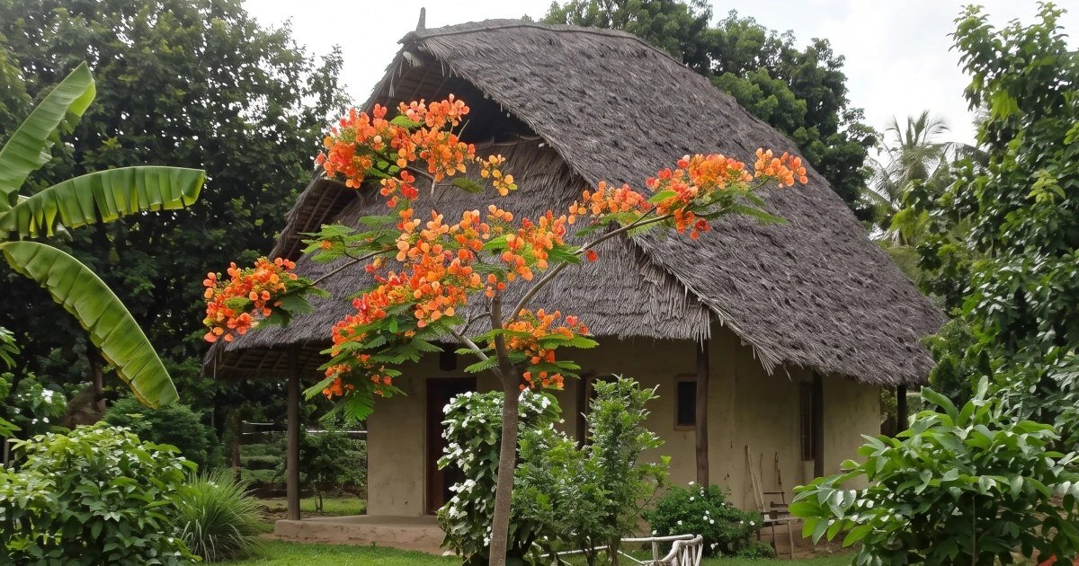 Thatched bungalow under a flowering flame tree at Eco Shamba Kilole Lodge