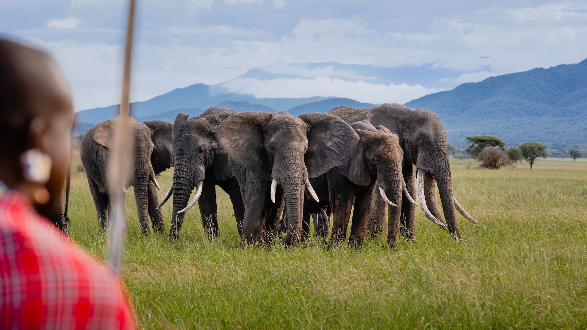 Little Chem Chem guide on foot with his staff, watching a family of elephants in the grass
