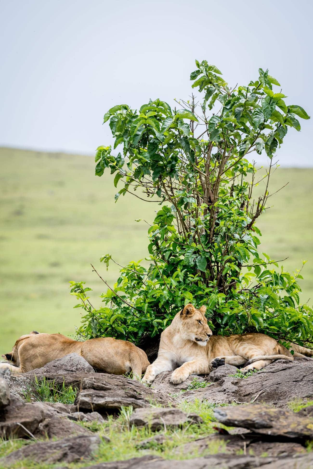 Lionesses resting on a rocky outcrop beneath a green bush in the northern Serengeti