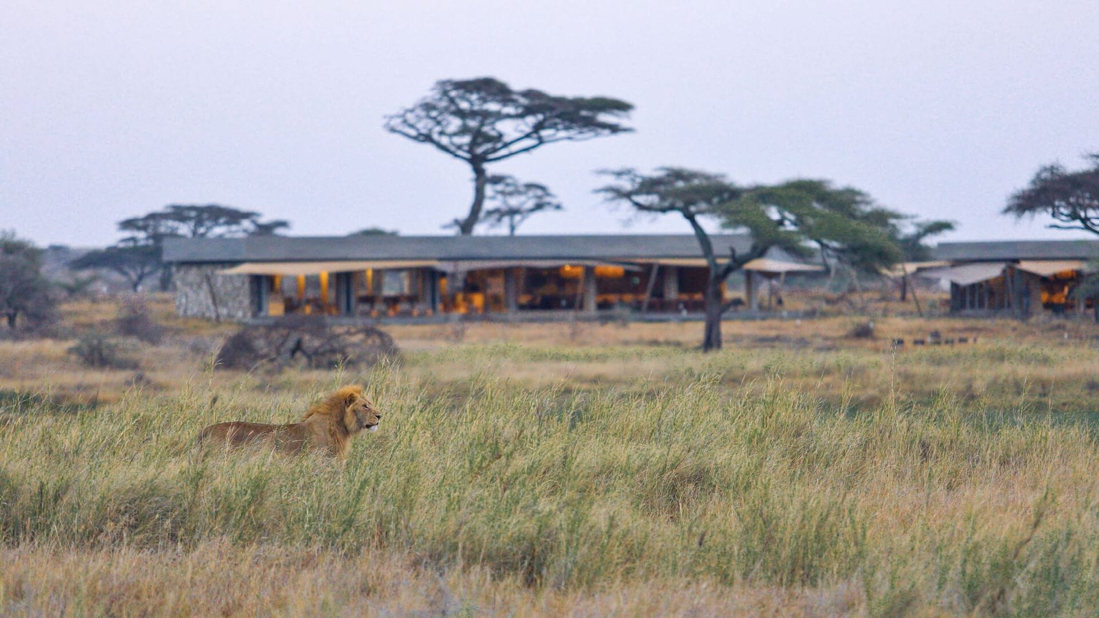 Lion walking through tall grass with the Namiri Plains main area and acacia trees behind