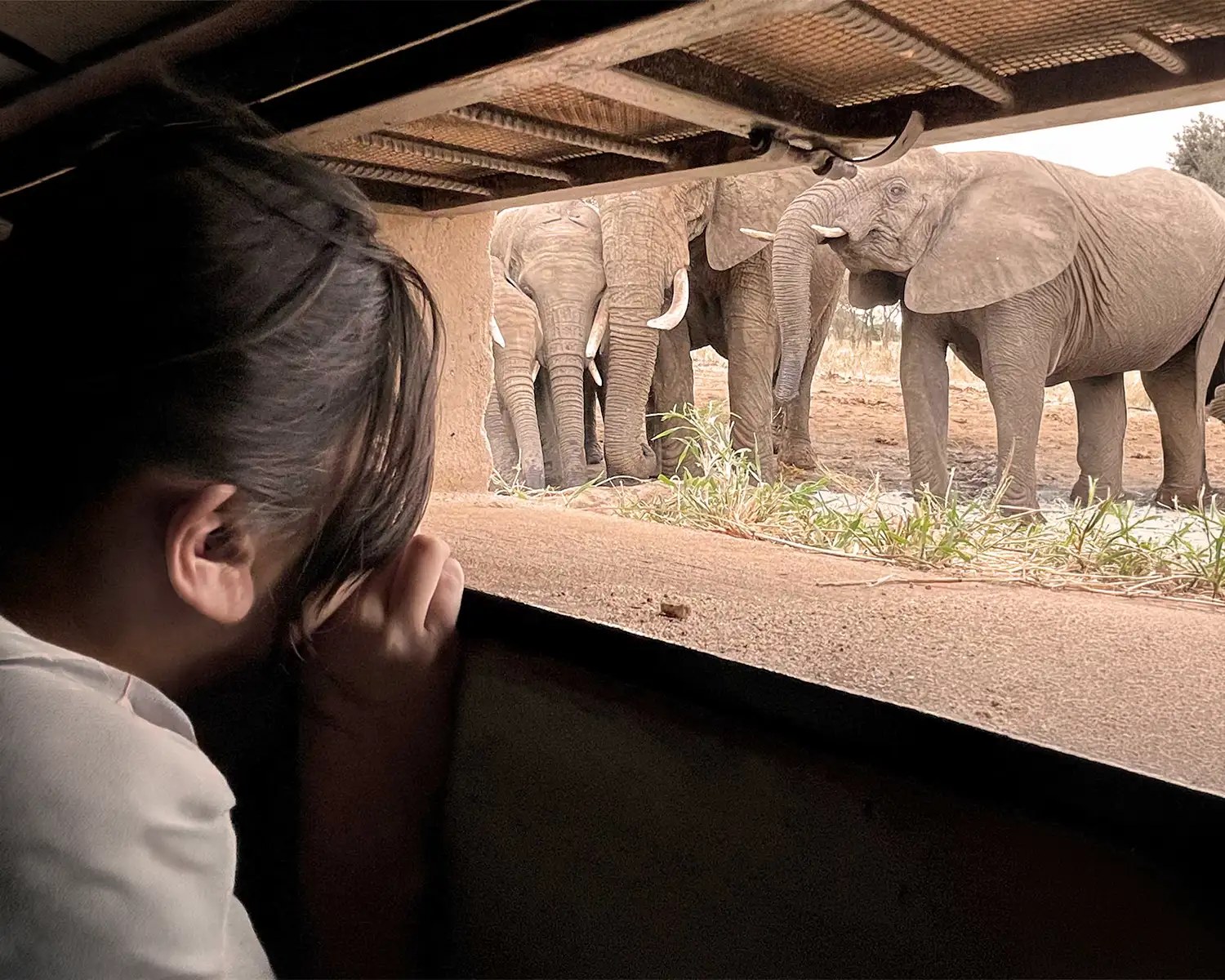 A guest watching elephants at eye level from the underground hide at Nimali Tarangire