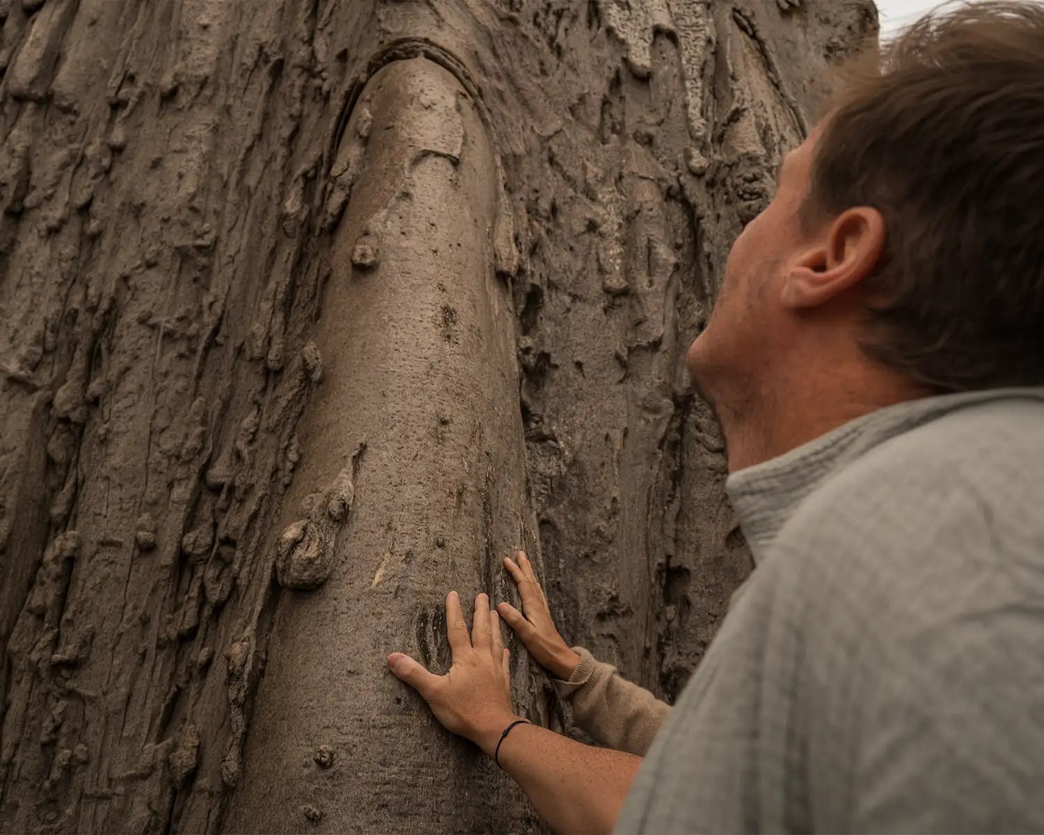 A guest on foot touching the bark of a baobab tree at Nimali Tarangire