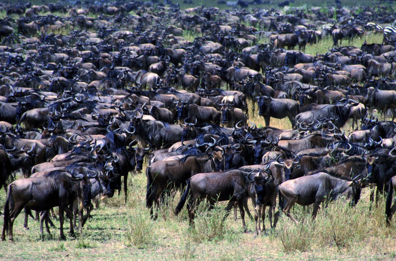 A dense herd of wildebeest on the short grass plains