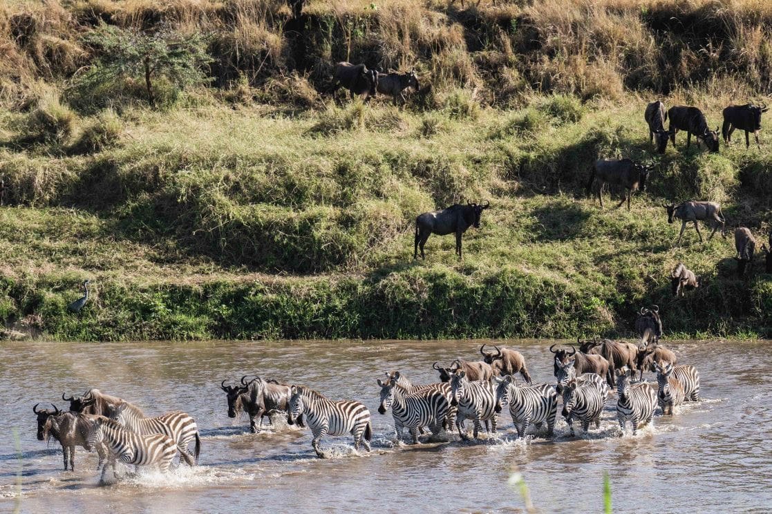 Zebra crossing the Mara River below a grassy bank in the northern Serengeti