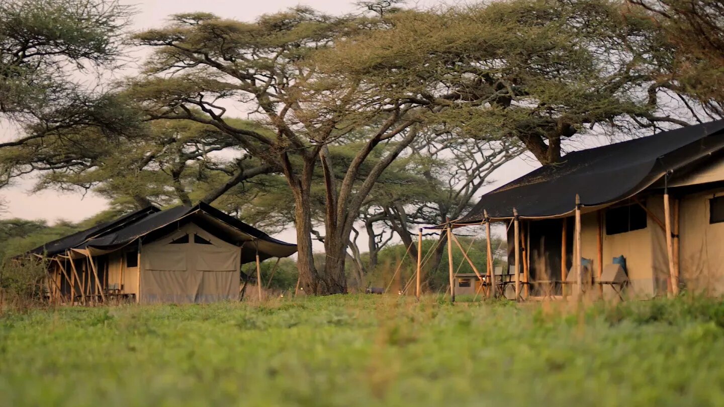 Tented rooms beneath acacia trees at Songa
