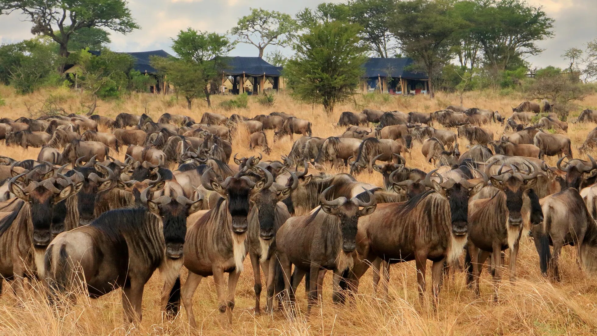 A dense herd of wildebeest gathered on the grass in front of Songa's tents
