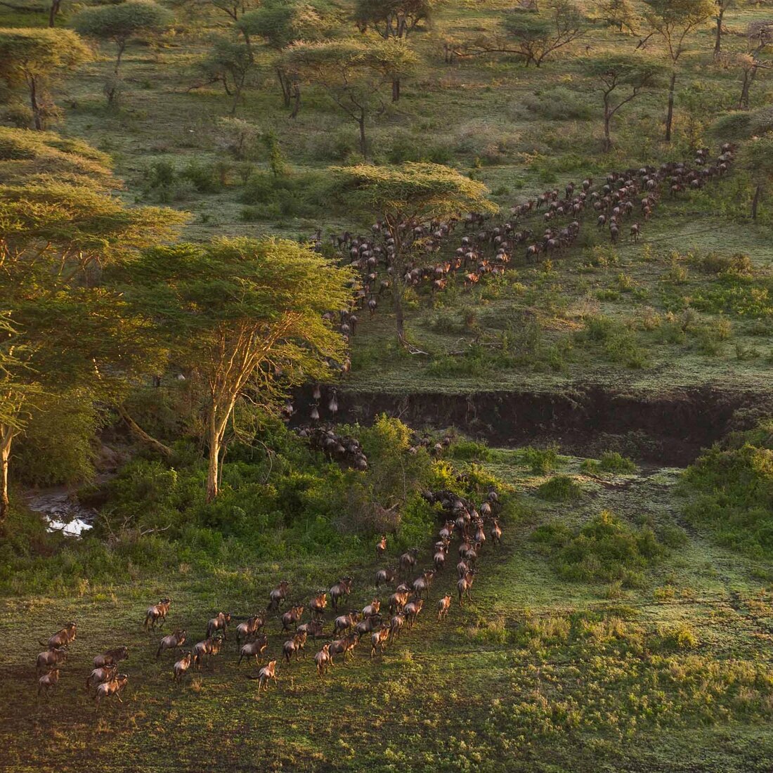 An aerial view of a long column of wildebeest filing down to cross the river through acacia woodland