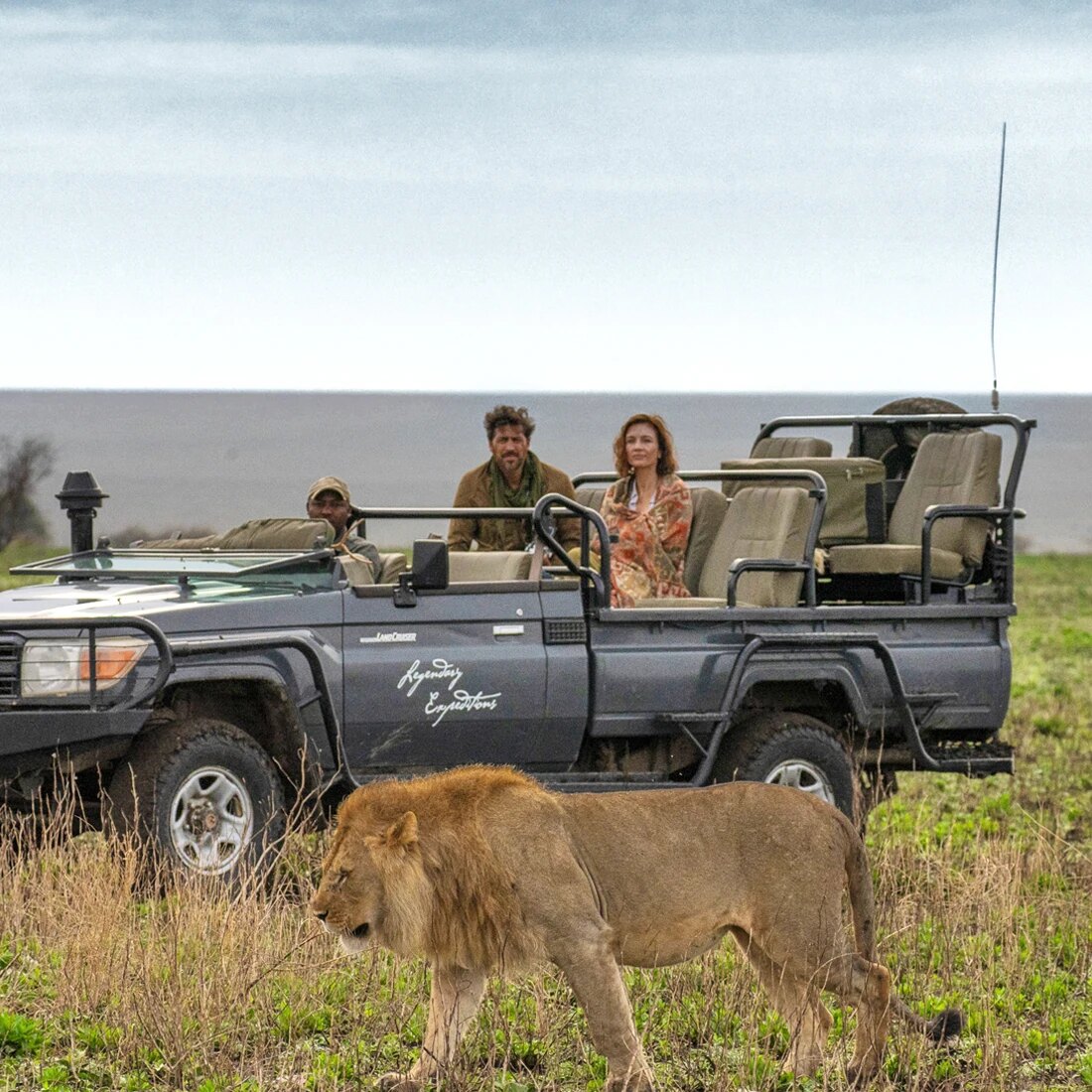 A male lion walking past an open safari vehicle as guests watch