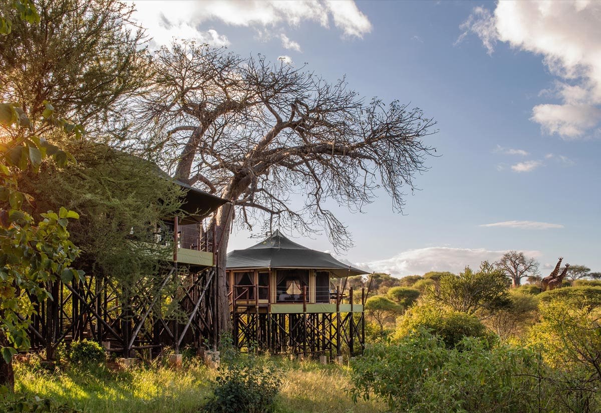 Tented rooms raised on stilts among the trees at Tarangire Kuro Treetops Lodge, a bare baobab behind